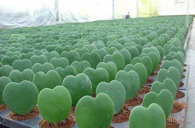 دانلود رایگان وکتور گل رز قلبی شکل قرمز (Red Rose in The Shape Of Heart over دانلود رایگان وکتور گل رز قلبی شکل قرمز (Red Rose in The Shape Of Heart over