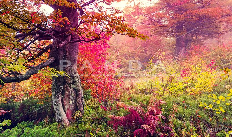 دانلود عکس عاشقانه طبیعت