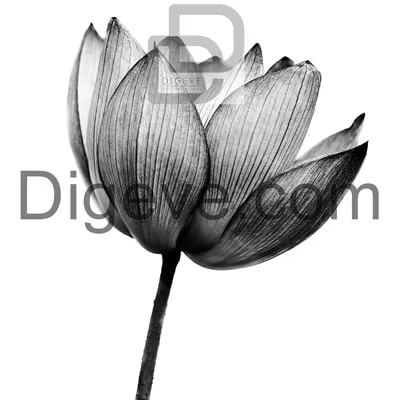 دانلود عکس گل سیاه و سفید دانلود عکس گل سیاه و سفید
