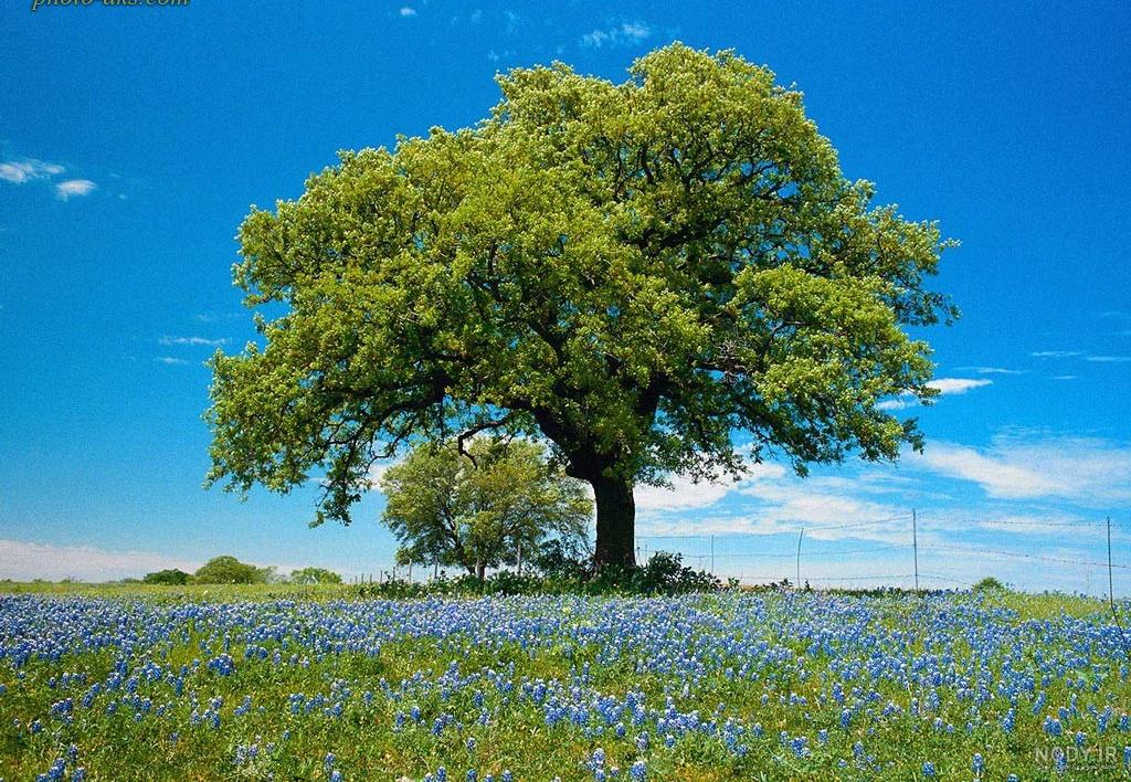 درخت شگفت انگیز - درختان - طبیعت - استوک فوتو - خرید عکس و فروش عکس و طرح  های گرافیک خرید و فروش psd و طرح