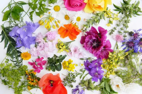 راهنمای نگهداری و پرورش گل و گیاهان زینتی - گل لادن