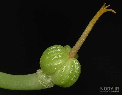 راهنمای نگهداری و پرورش گل و گیاهان زینتی - گل لادن