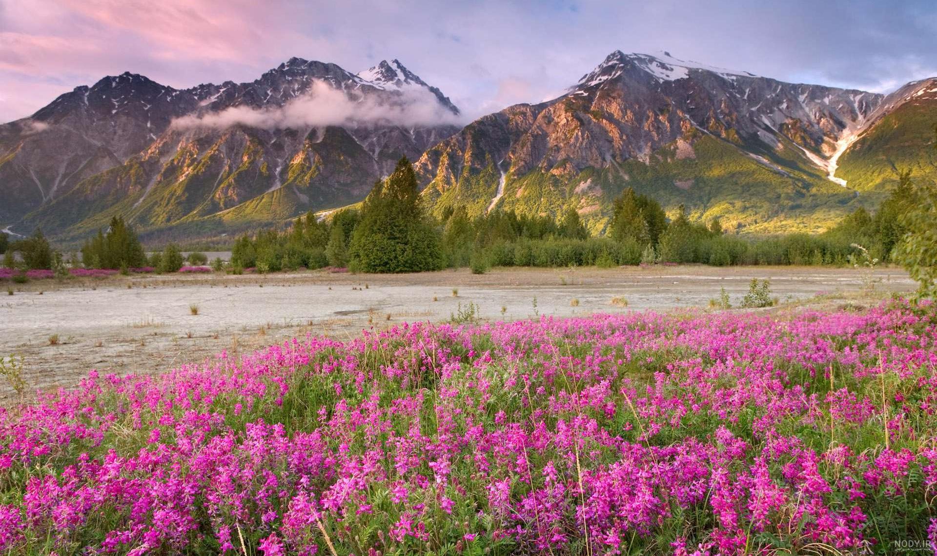 طبیعت💚 | عکس طبیعت زیبا [برای عکس زمینه، پروفایل و استوری] | لحظه آخر