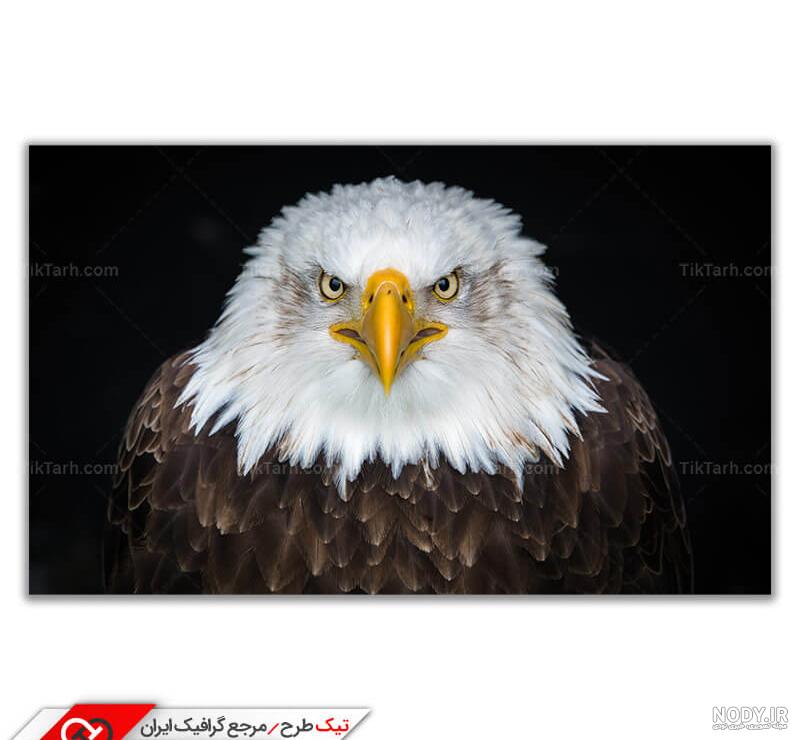 عقاب صحرایی (عقاب استپی) - حیات وحش ایران - سفر در ایران عقاب صحرایی (عقاب استپی) - حیات وحش ایران - سفر در ایران