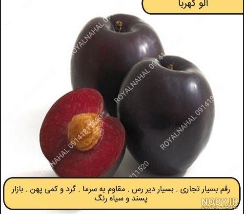 عکس آلو سیاه عکس آلو سیاه