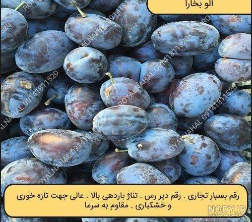 عکس آلو سیاه خشک