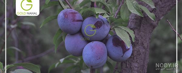 عکس آلو سیاه خشک عکس آلو سیاه خشک