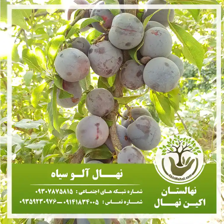 عکس آلو سیاه - عکس نودی عکس آلو سیاه - عکس نودی