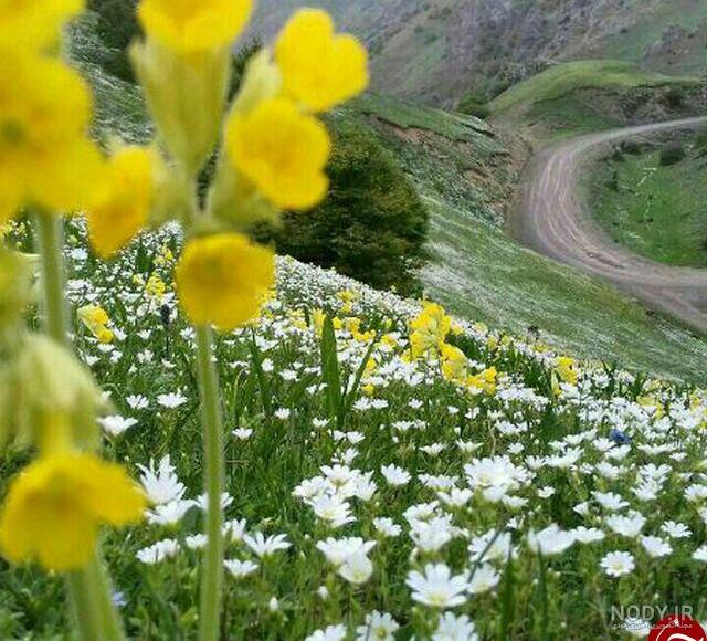 عکس از طبیعت سرسبز