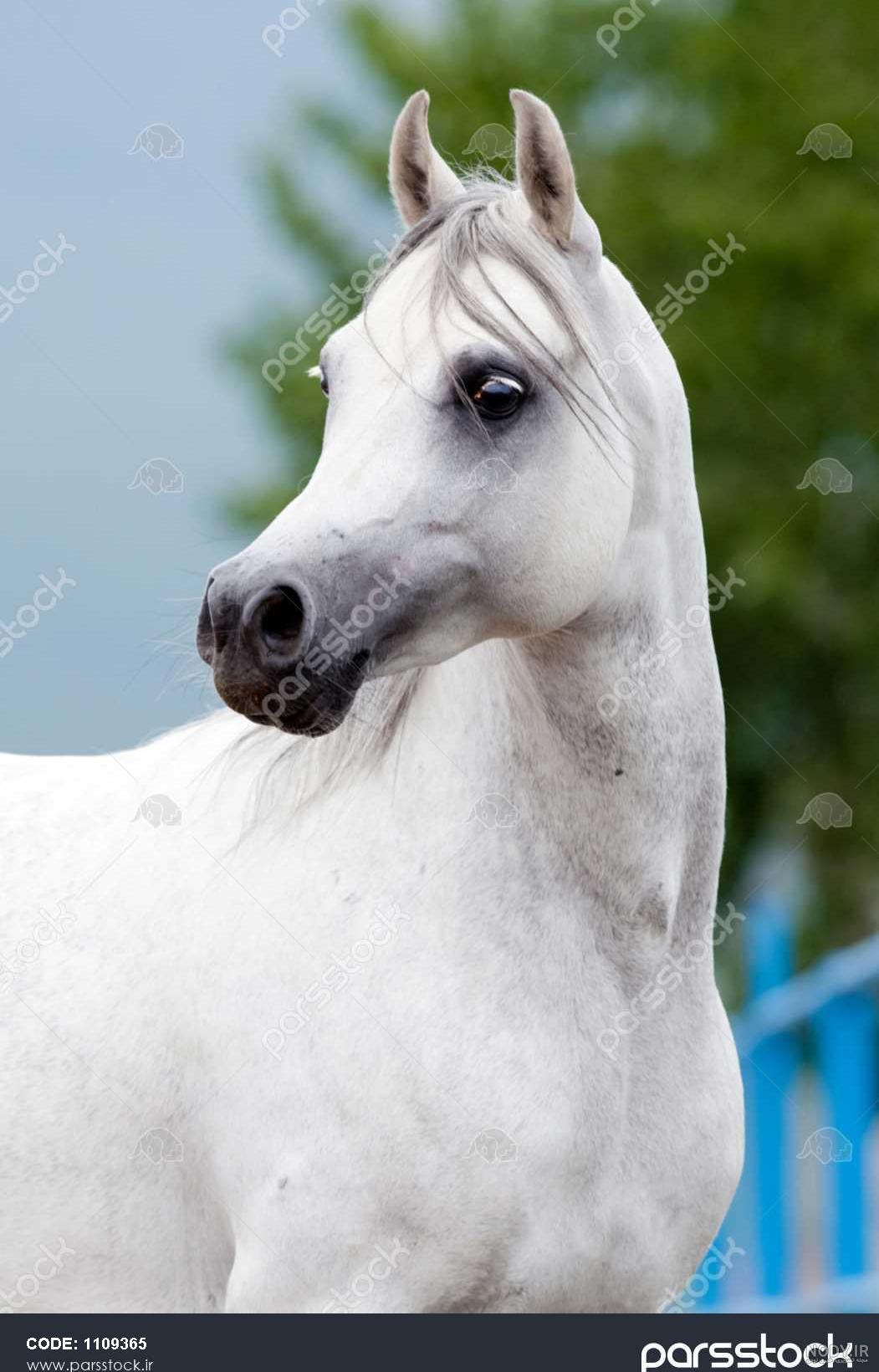 عکس اسب سیاه عربی عکس اسب سیاه عربی