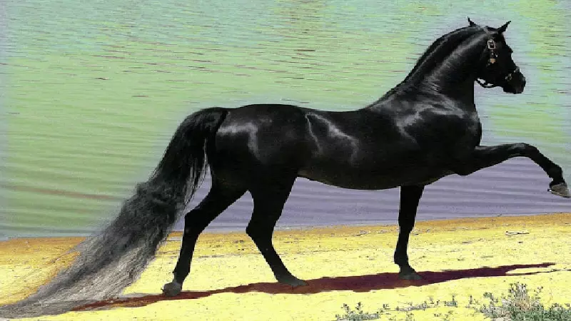 عکس اسب عربی عکس اسب عربی
