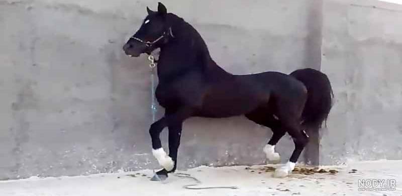 عکس اسب عربی سیاه