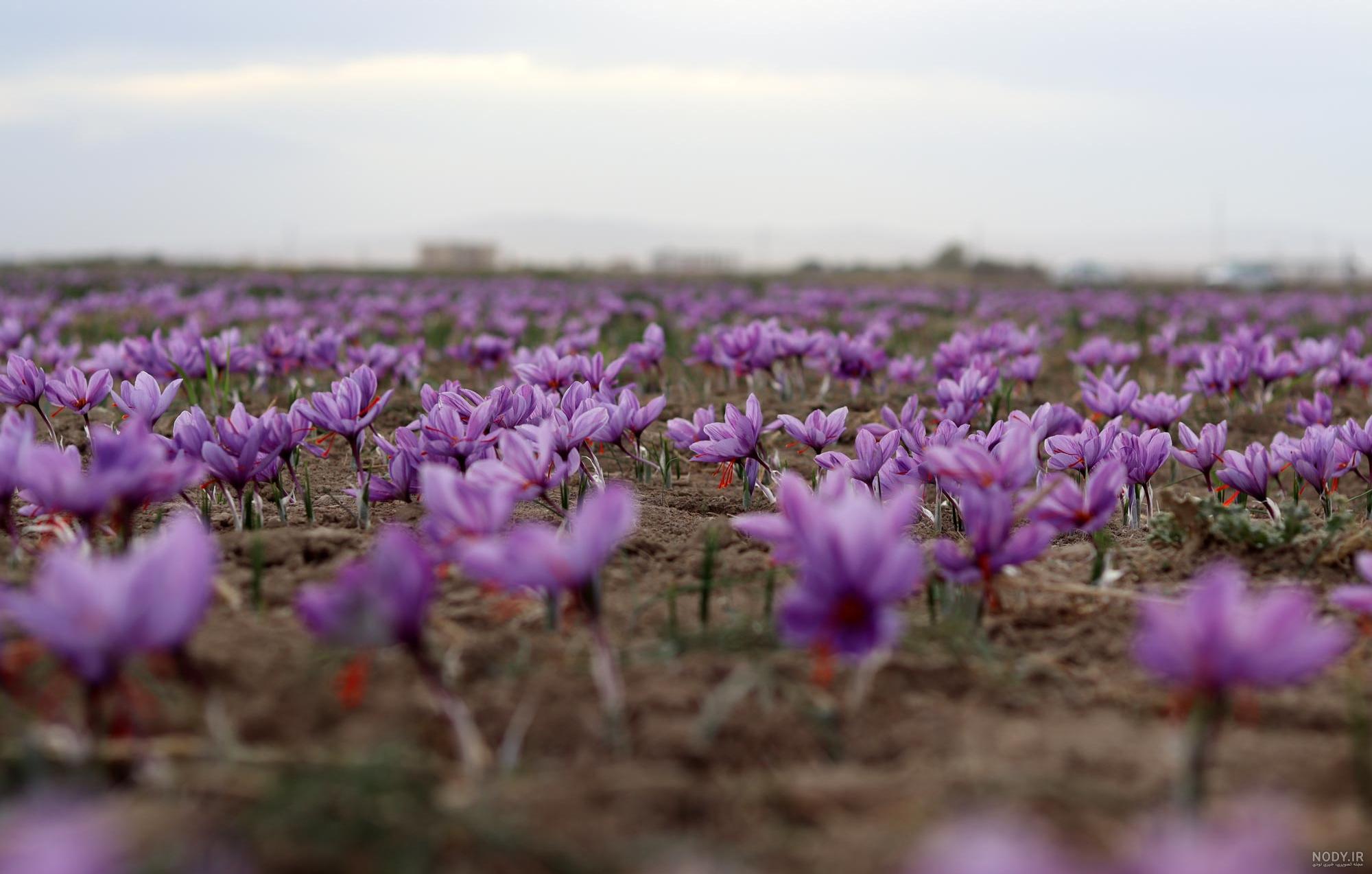 عکس زعفران سفید - عکس نودی