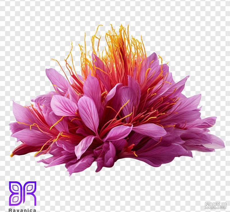 عکس های زیبا از گل های زعفران در طبیعت با کیفیت بالا