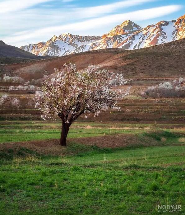 عکس طبیعت سرسبز ❤️ [ بهترین تصاویر ]