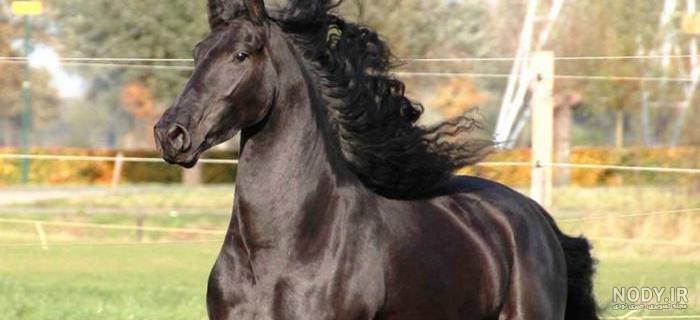 عکس قشنگ ترین اسب جهان