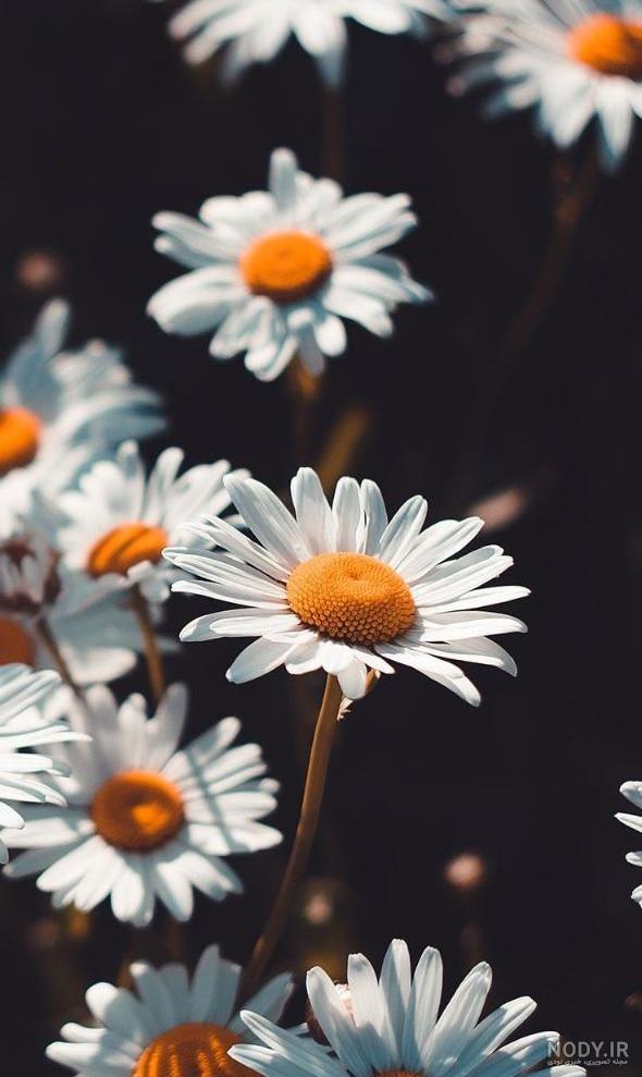 عکس پروفایل شاد دخترونه ، عکس شاد برای پروفایل · جدید ۱۴۰۳ -❤️ گهر عکس پروفایل شاد دخترونه ، عکس شاد برای پروفایل · جدید ۱۴۰۳ -❤️ گهر