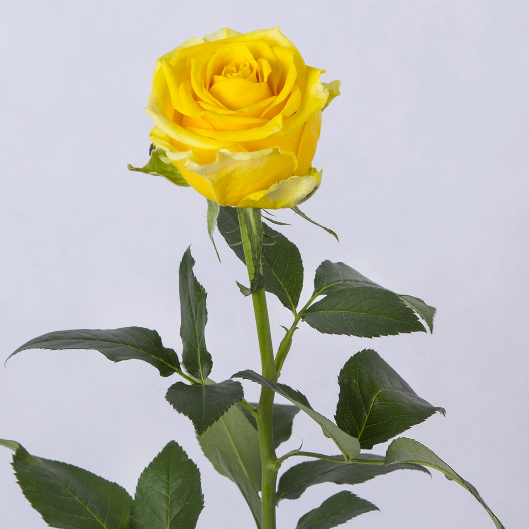 عکس چای گل سرخ - عکس نودی عکس چای گل سرخ - عکس نودی
