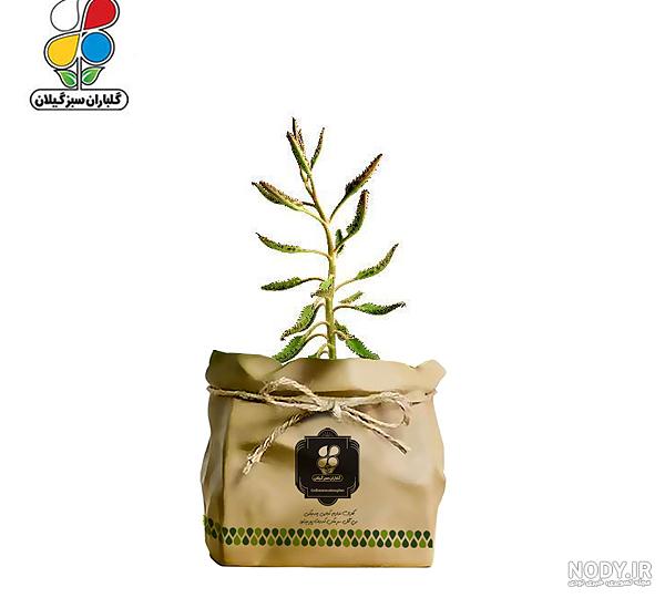 عکس گل اشک - عکس نودی