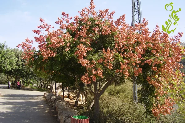 عکس گل باران طلایی