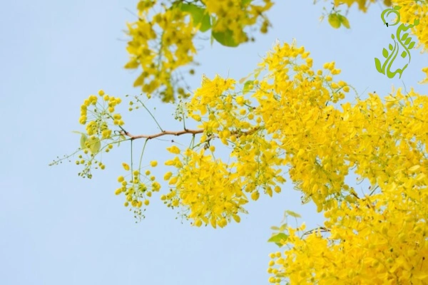 عکس گل باران طلایی