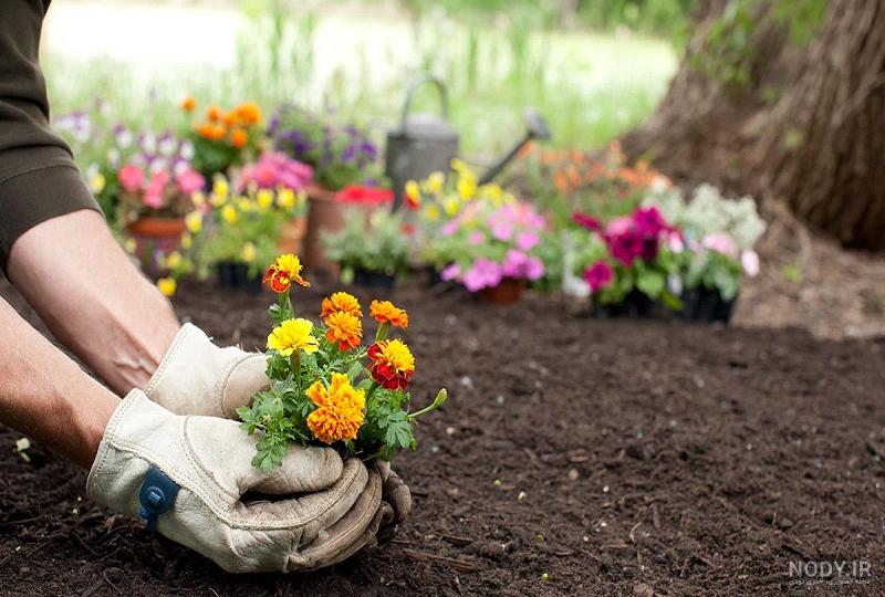 عکس گل های بهاری باغچه ای