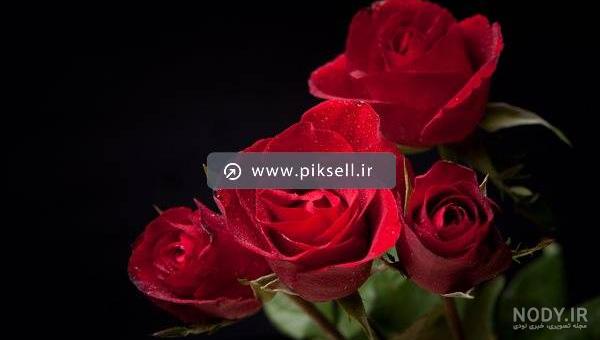 عکس گل رز مشکی برای تصویر زمینه عکس گل رز مشکی برای تصویر زمینه