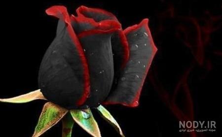 عکس گل رز مشکی برای پروفایل دخترونه شیک عکس گل رز مشکی برای پروفایل دخترونه شیک