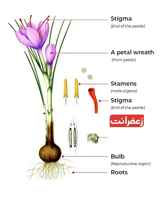 عکس گل زعفران سفید