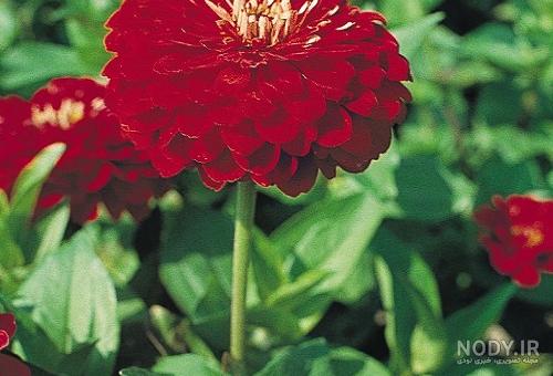 عکس 8k گل زیبا کوکب با کیفیت بالا | image 4k Dahlia flower free downloads |  گیاهان | فایل آوران