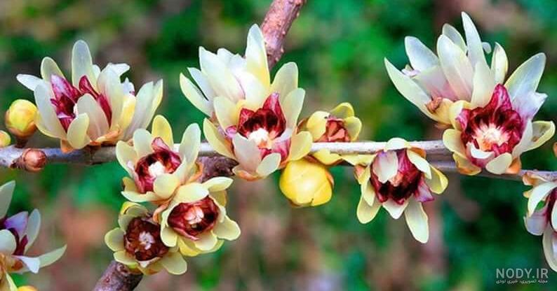 عکس گل سرخ یخ زده - عکس نودی