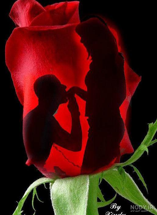 عکس گل عشق عکس گل عشق