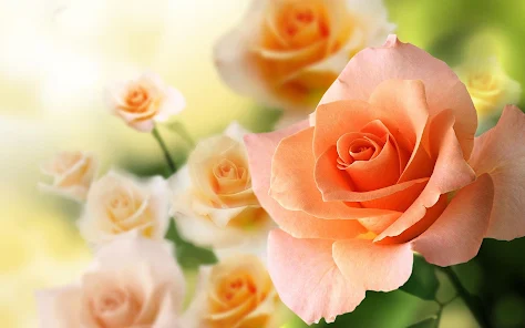 عکس گل 1403 | عکس گل بسیار زیبا برای پروفایل شاد | عکس گل برای پروفایل
