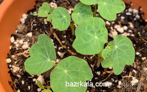 عکس گل لادن - عکس نودی