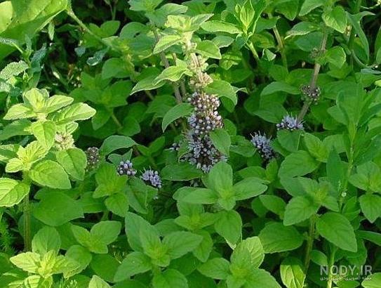 عکس گل پونه های وحشی عکس گل پونه های وحشی
