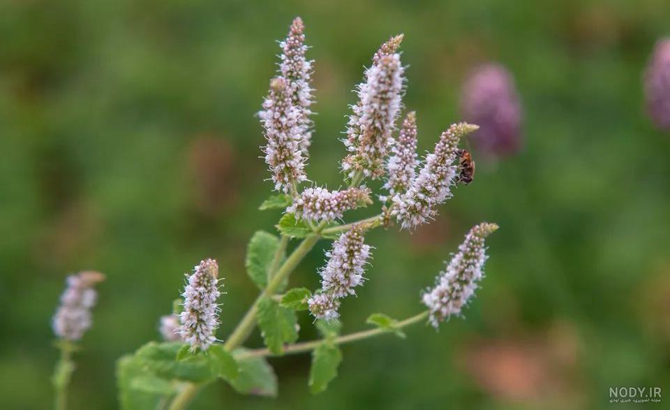 فرارو | خواص گیاه دارویی پونه یا پِدِنه فرارو | خواص گیاه دارویی پونه یا پِدِنه