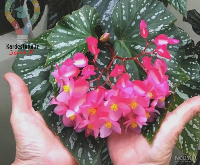 فرارو | ده گل‌ بهاری که باید در زمستان کاشته شوند
