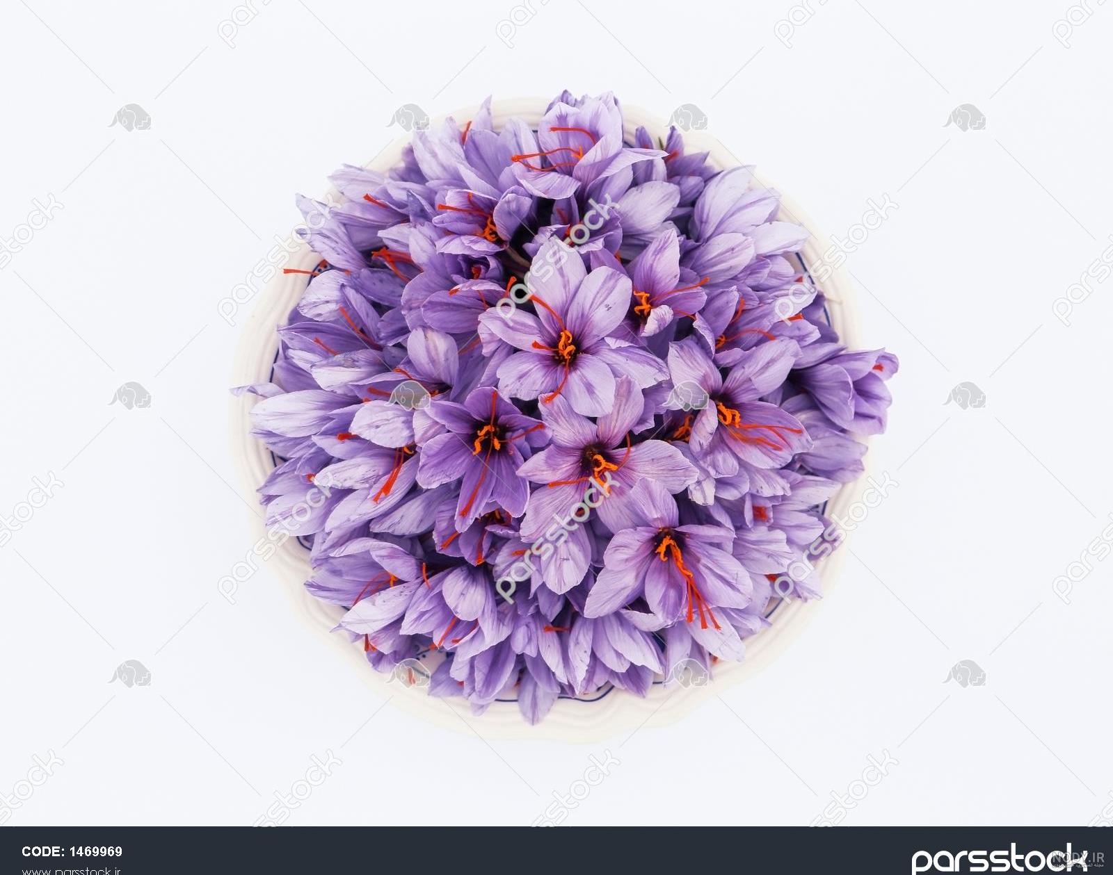 فروش بوته گل زعفرانی سفید و صورتی - باغبانی