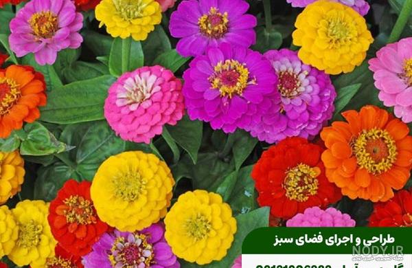 فصل تابستان چه گلی بکاریم | 25 گل تابستانی و روش مراقبت آن ها | مجله کوروش فصل تابستان چه گلی بکاریم | 25 گل تابستانی و روش مراقبت آن ها | مجله کوروش