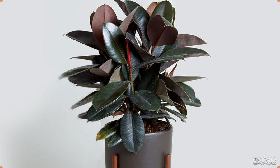 فیکوس آفریقایی مینیاتوری؛ آپارتمانی قلمه 10 15 سانتی ficus - آراد برندینگ فیکوس آفریقایی مینیاتوری؛ آپارتمانی قلمه 10 15 سانتی ficus - آراد برندینگ