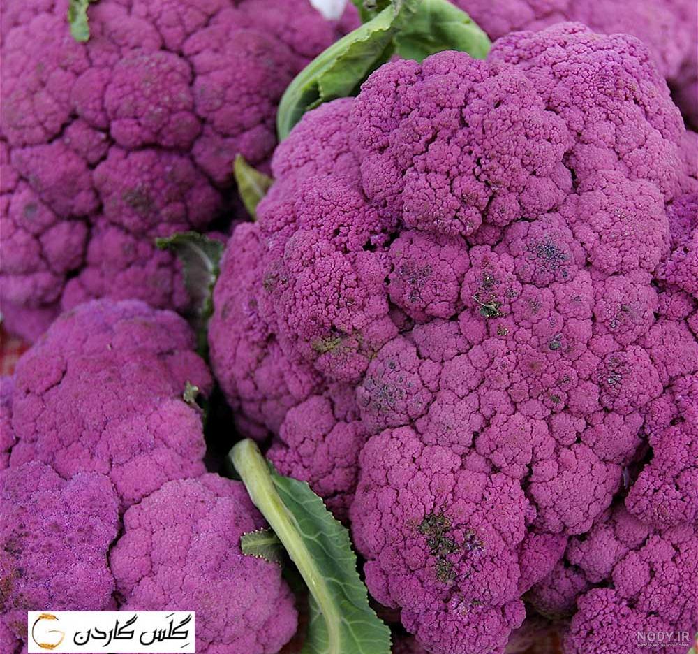 قیمت خرید گل کلم بنفش + عکس - آراد برندینگ قیمت خرید گل کلم بنفش + عکس - آراد برندینگ
