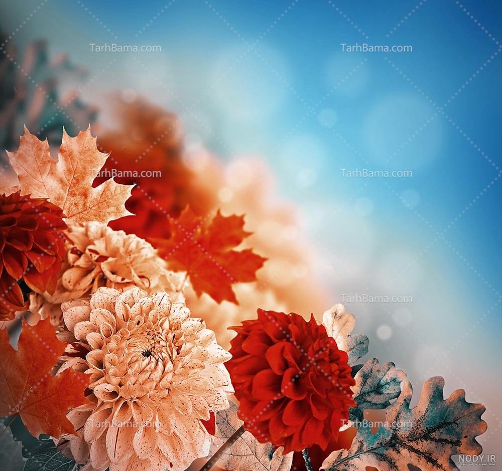 مجموعه عکس گل کوکب قرمز (جدید)