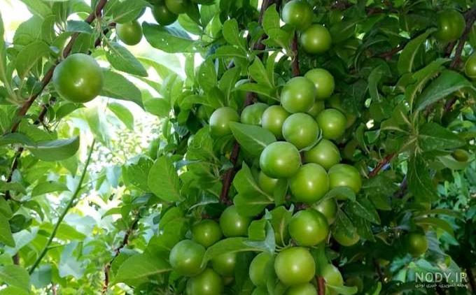 مربای الو سیاه مربای الو سیاه