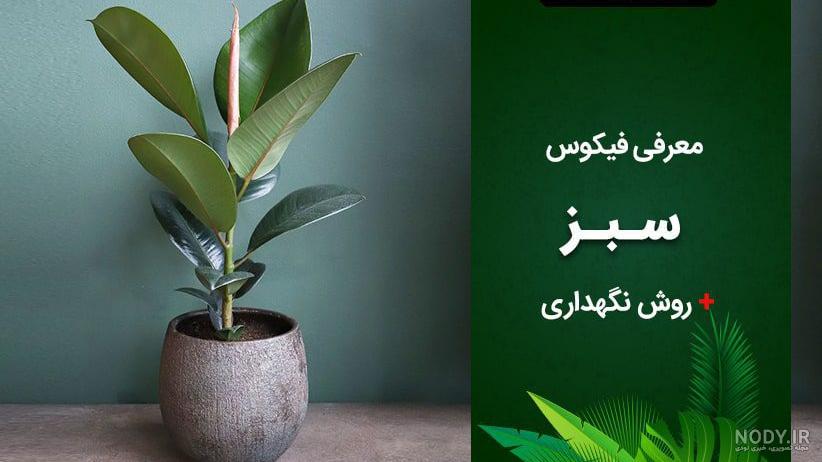 معرفی خانواده فیکوس و انواع آن بهمراه معرفی آفت ها و روش تکثیر و هرس معرفی خانواده فیکوس و انواع آن بهمراه معرفی آفت ها و روش تکثیر و هرس