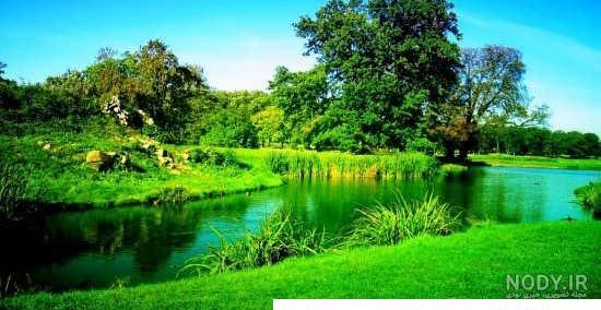 منظره زیبای جنگل سرسبز و نور خورشید