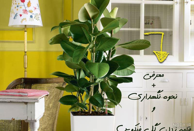 نحوه مراقبت از گل فیکوس لیراتا|۶ عامل موثر در رشد گیاه نحوه مراقبت از گل فیکوس لیراتا|۶ عامل موثر در رشد گیاه