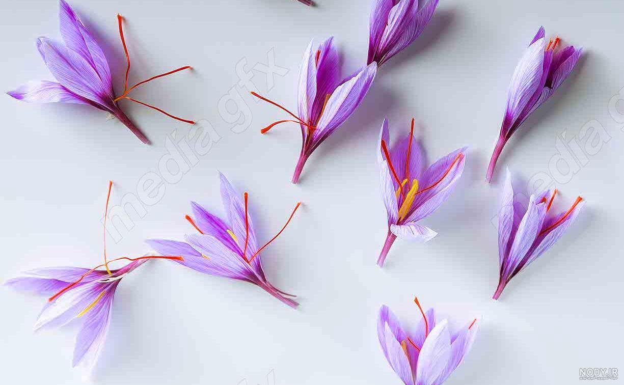 نزدیک گل گل زعفران جدا شده بر روی زمینه سفید 1422537