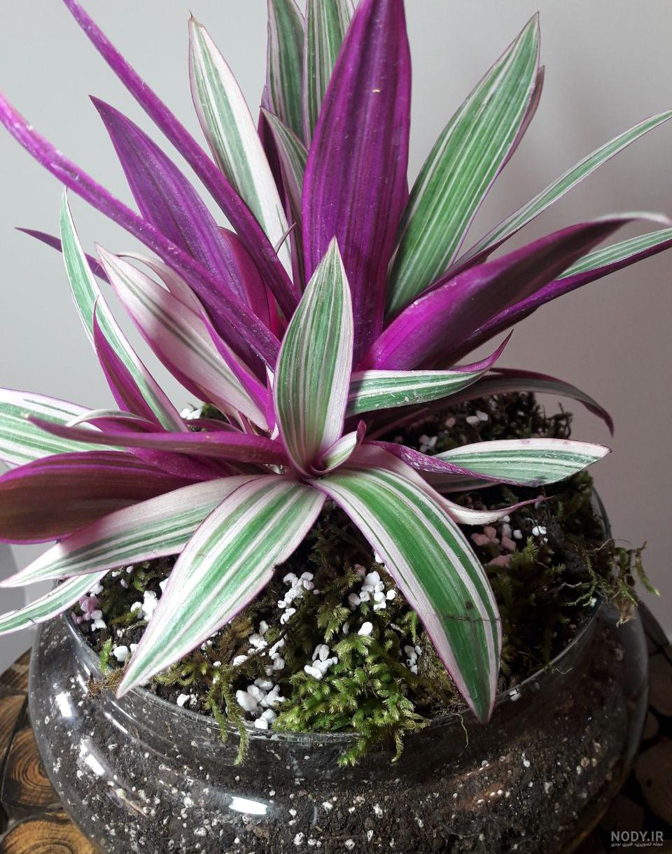 نگهداری از گل گندمی یا گیاه عنکبوتی (Spider Plants) + عکس | وبلاگ گل باما نگهداری از گل گندمی یا گیاه عنکبوتی (Spider Plants) + عکس | وبلاگ گل باما