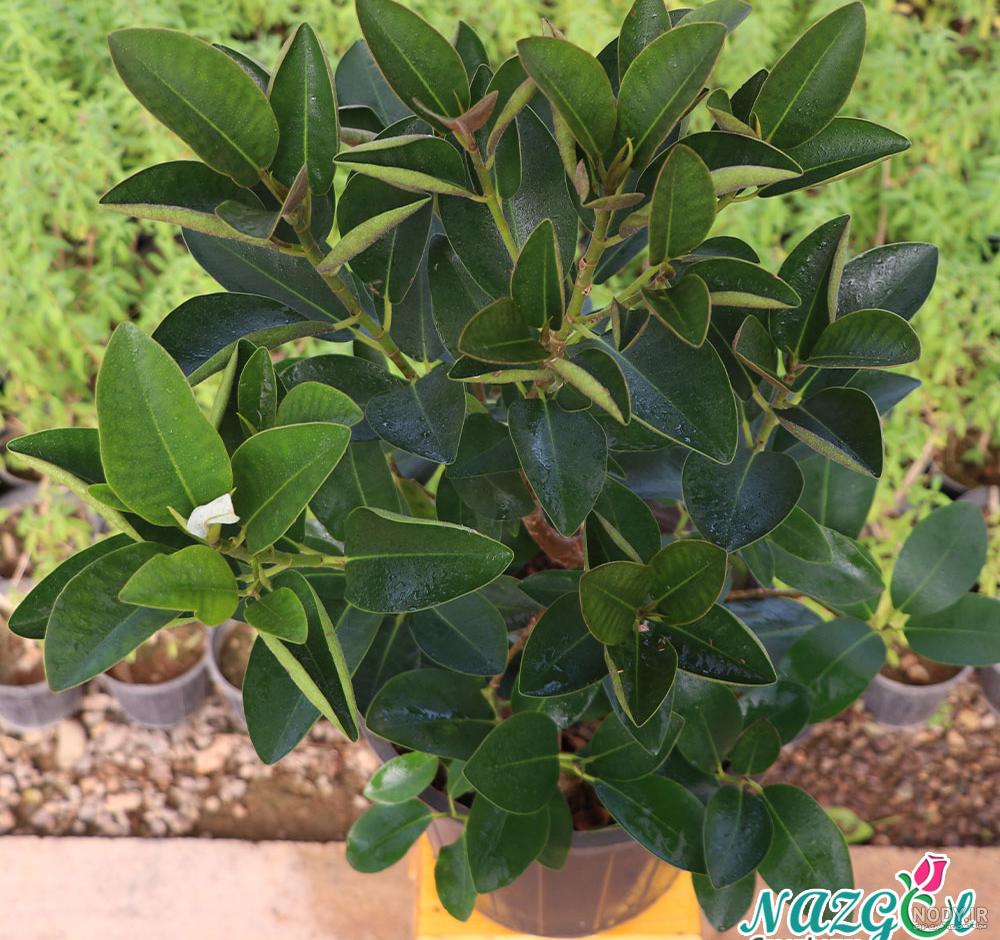 نگهداری از گیاه فیکوس الاستیکا (Ficus Elastica) + عکس | وبلاگ گل باما نگهداری از گیاه فیکوس الاستیکا (Ficus Elastica) + عکس | وبلاگ گل باما