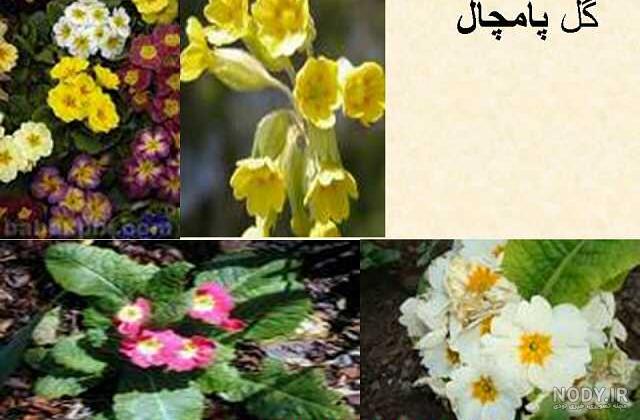 نگهداری گل پامچال در باغچه و زمستان + نماد و علت خشک شدن
